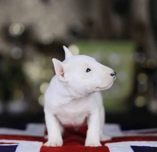 Bull Terrier  puppies  for sale in India