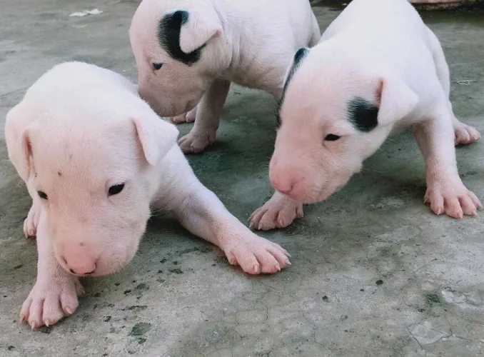 Bull Terrier   Puppies   for sale in India