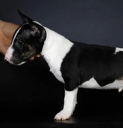 Bull Terrier  puppies  for sale in India