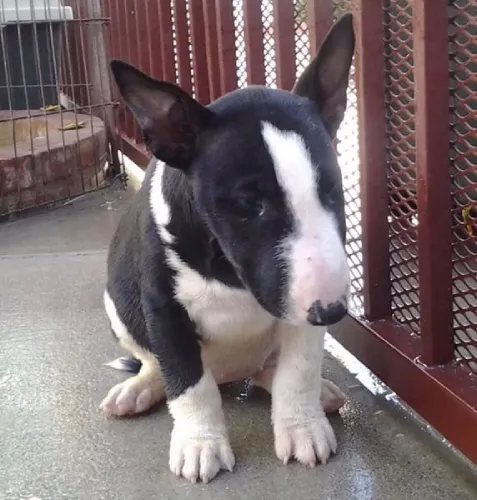 Bull Terrier   Puppies   for sale in India