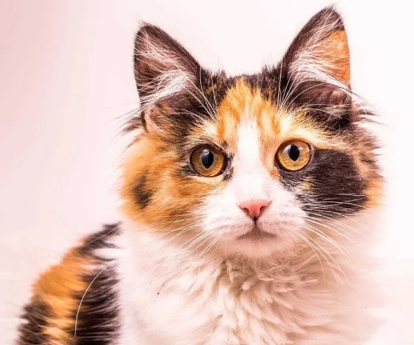 Calico  kittens  for sale in India
