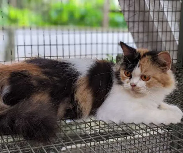 Calico  kittens  for sale in India
