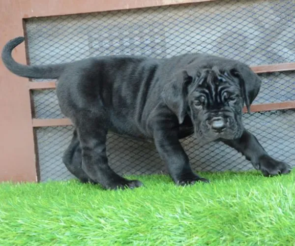 Cane Corso   Puppies   for sale in India