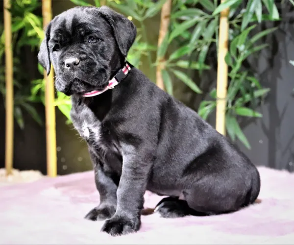Cane Corso  puppies  for sale in India