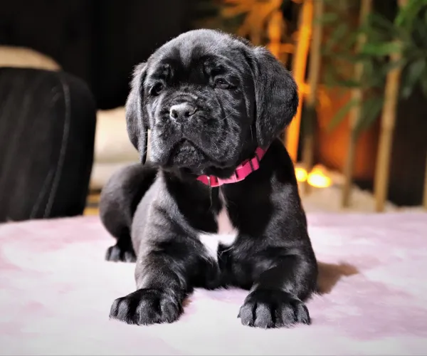 Cane Corso   Puppies   for sale in India