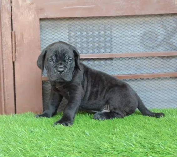 Cane Corso  puppies  for sale in India