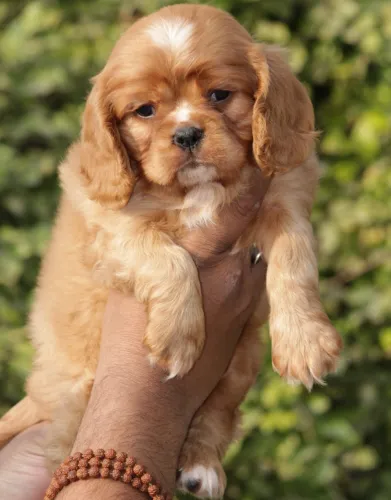 Cavalier King Charles Spaniel   Puppies   for sale in India