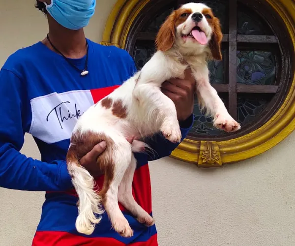 Cavalier King Charles Spaniel   Puppies   for sale in India