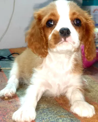 Cavalier King Charles Spaniel  puppies  for sale in India