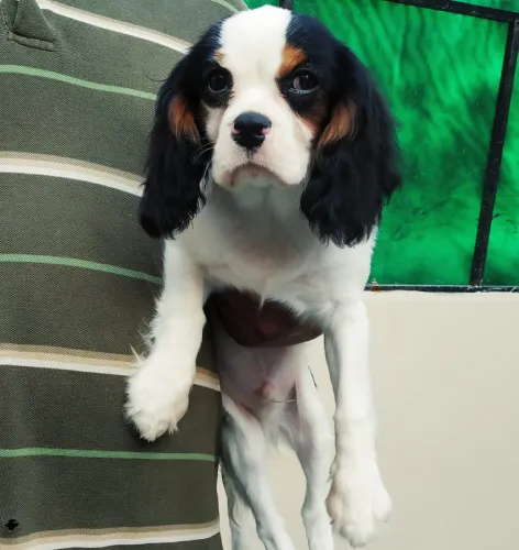 Cavalier King Charles Spaniel  puppies  for sale in India