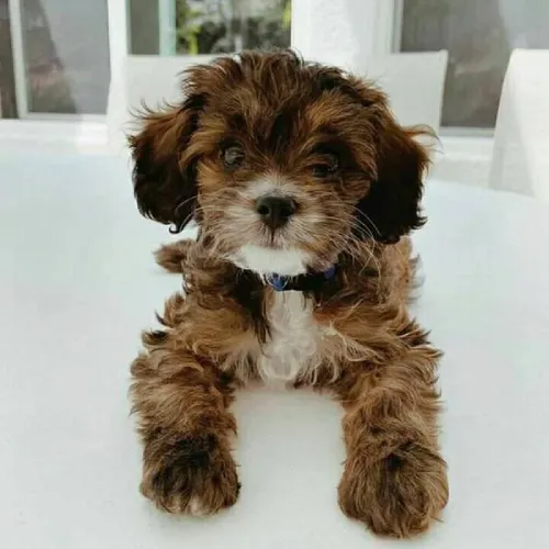 Cavapoo  puppies  for sale in India