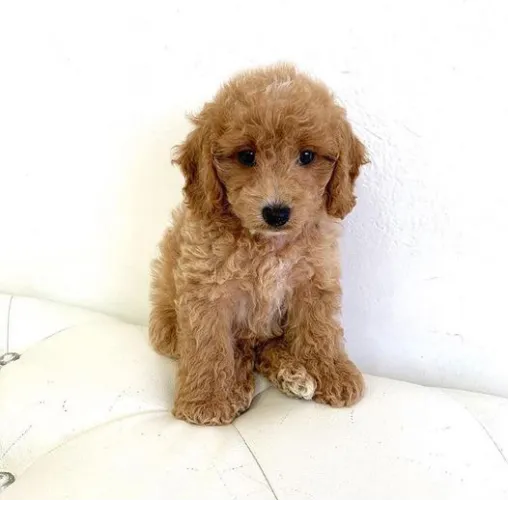 Cavapoo  puppies  for sale in India