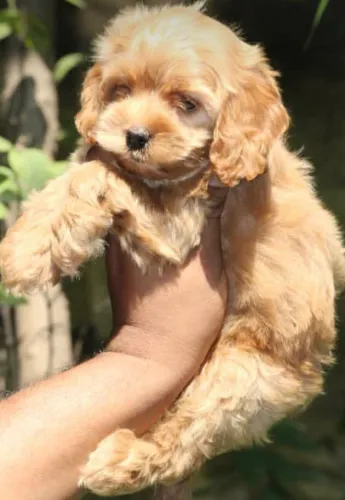 Cavapoo   Puppies   for sale in India