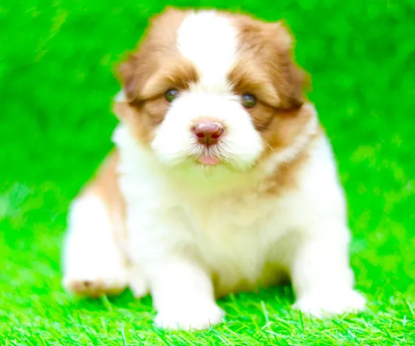 Cavapoo   Puppies   for sale in India