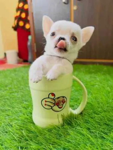Chihuahua  puppies  for sale in India