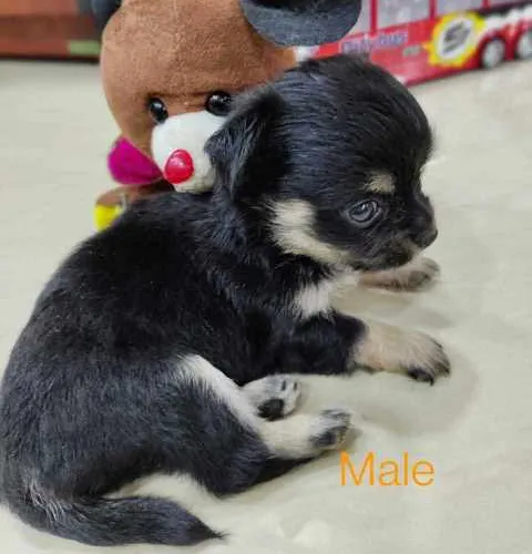 Chihuahua   Puppies   for sale in India