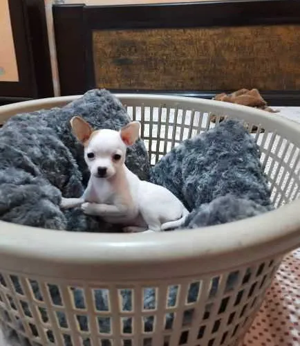 Chihuahua   Puppies   for sale in India