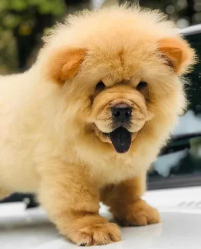 Chow Chow   Puppies   for sale in India