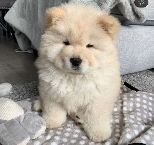 Chow Chow  puppies  for sale in India