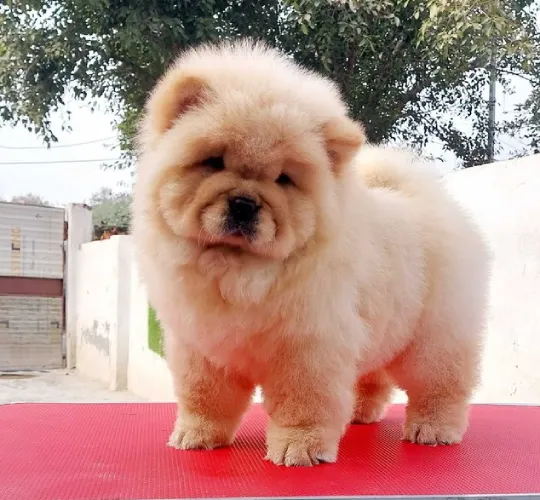 Chow Chow  puppies  for sale in India