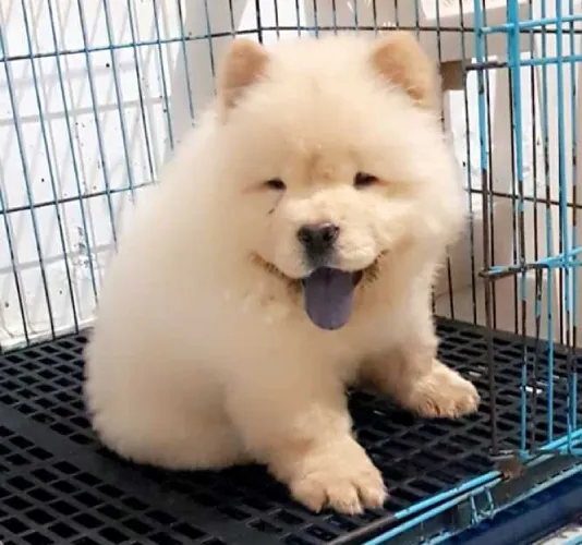 Chow Chow   Puppies   for sale in India