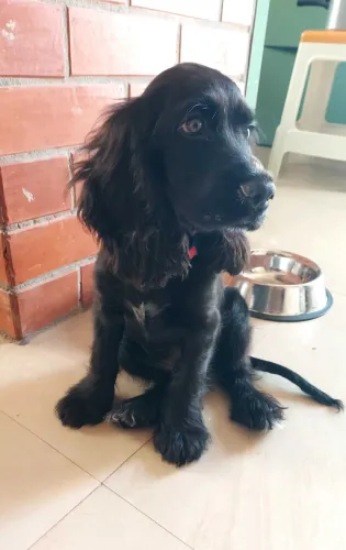 Cocker Spaniel   Puppies   for sale in India