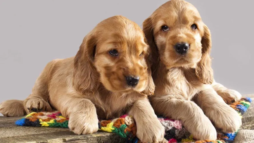 Cocker Spaniel  puppies  for sale in India
