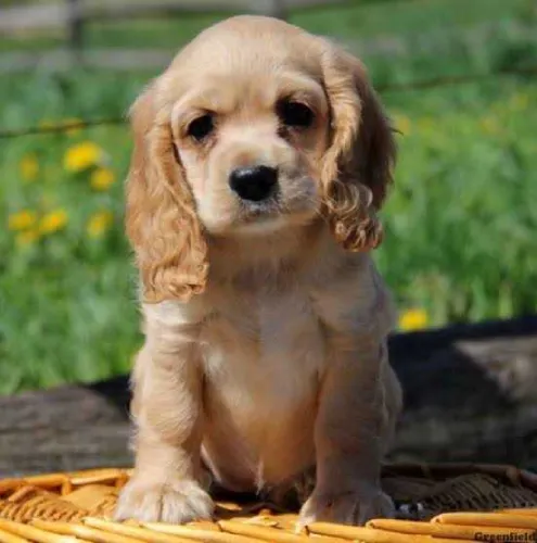Cocker Spaniel   Puppies   for sale in India