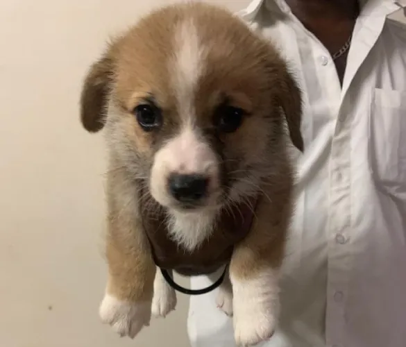 Corgi   Puppies   for sale in India