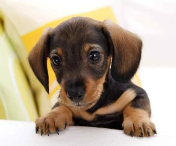Dachshund   Puppies   for sale in India