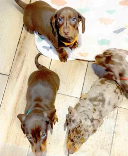 Dachshund   Puppies   for sale in India