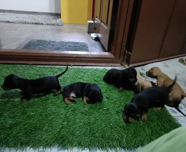 Dachshund  puppies  for sale in India