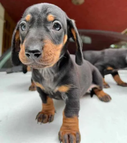 Dachshund  puppies  for sale in India