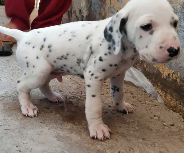 Dalmatian  puppies  for sale in India