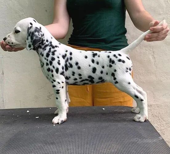 Dalmatian   Puppies   for sale in India