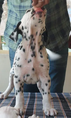 Dalmatian  puppies  for sale in India