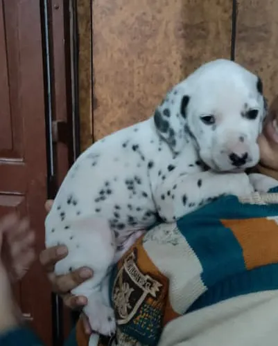 Dalmatian   Puppies   for sale in India