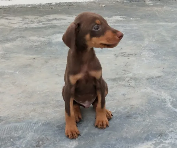 Doberman  puppies  for sale in India