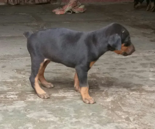 Doberman  puppies  for sale in India