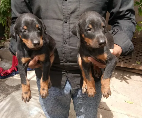 Doberman   Puppies   for sale in India