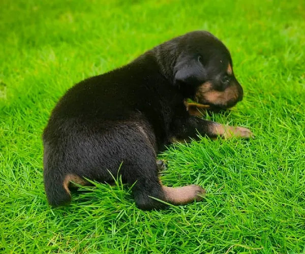 Doberman   Puppies   for sale in India