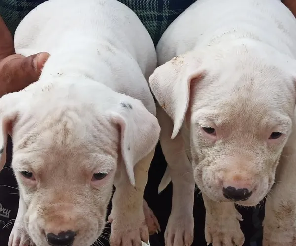 Dogo Argentino   Puppies   for sale in India