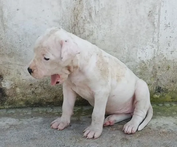 Dogo Argentino  puppies  for sale in India
