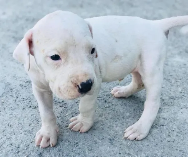 Dogo Argentino   Puppies   for sale in India