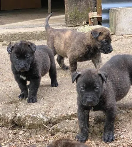 Dutch Shepherd   Puppies   for sale in India