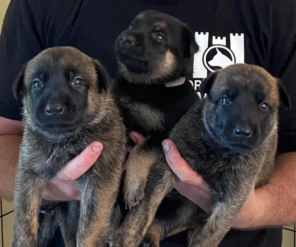 Dutch Shepherd  puppies  for sale in India