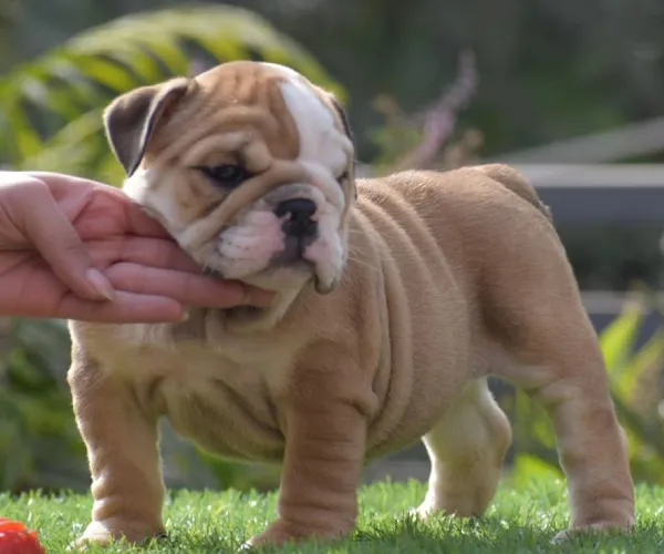 English Bulldog   Puppies   for sale in India