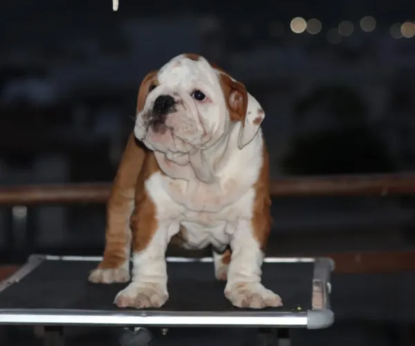 English Bulldog  puppies  for sale in India