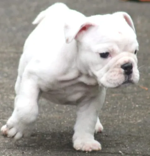 English Bulldog   Puppies   for sale in India