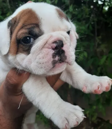 English Bulldog  puppies  for sale in India